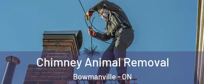 Chimney Animal Removal Bowmanville - ON